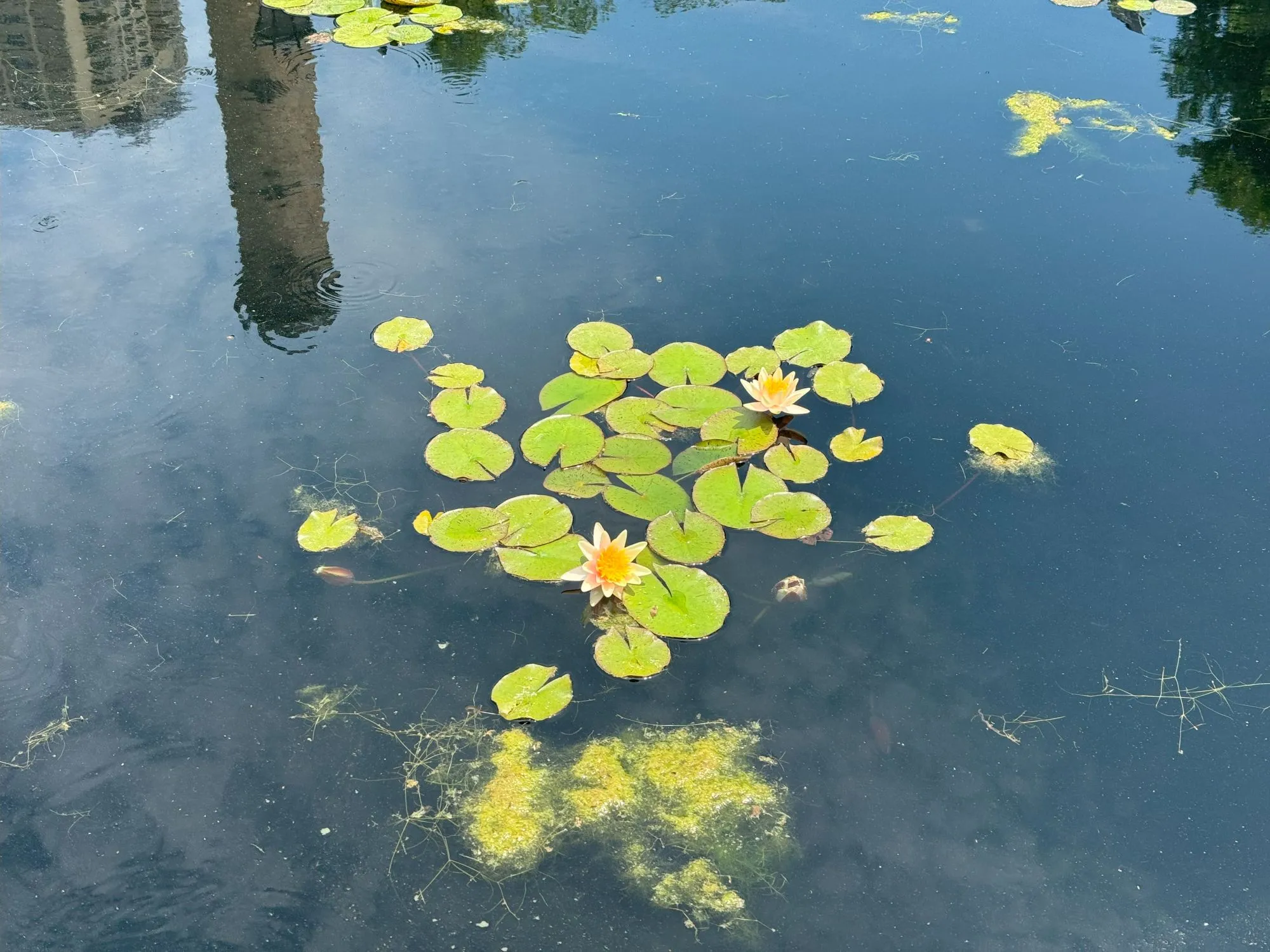 A photo of lilypads on a pond