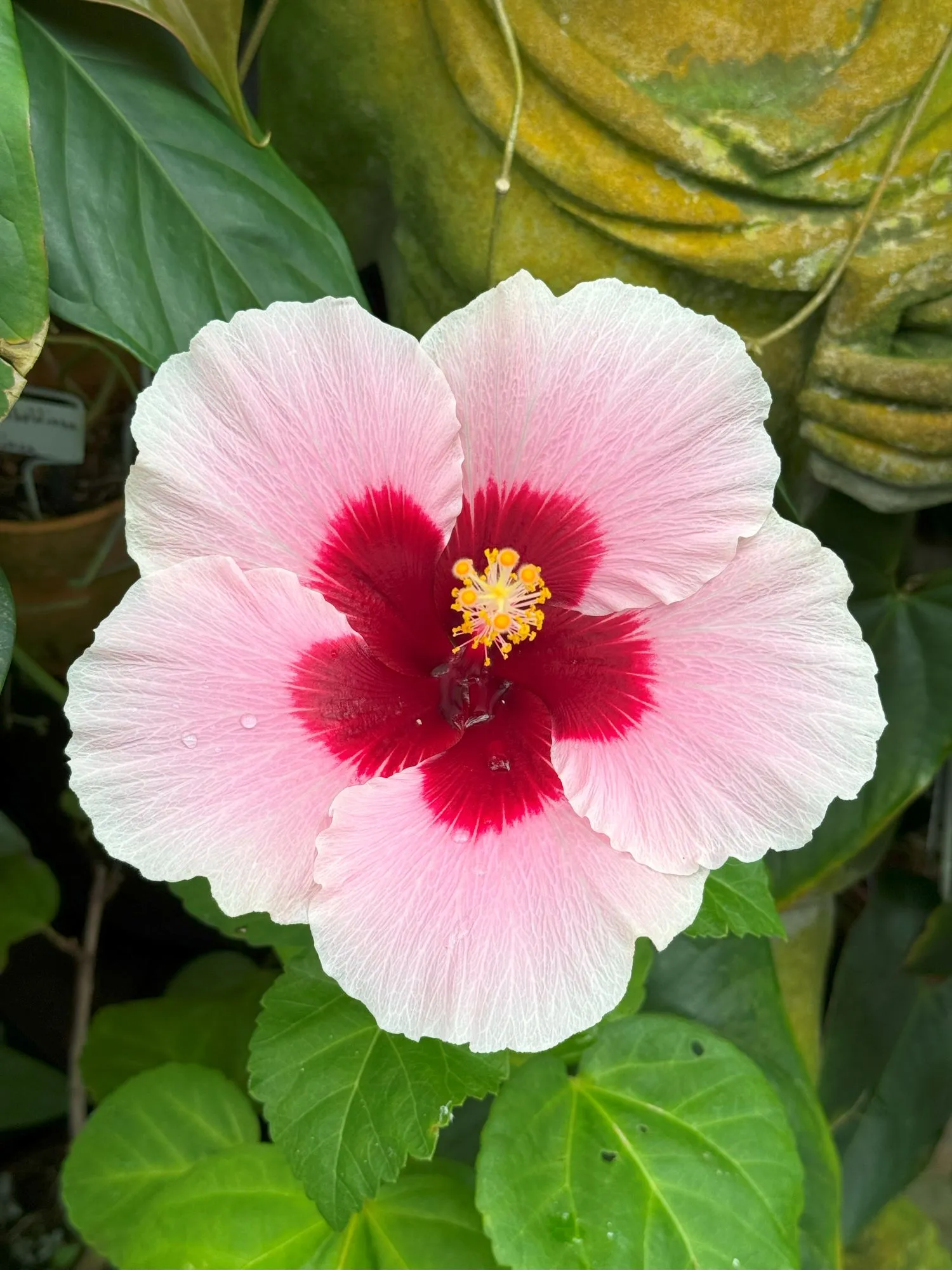 A photo of a pink and red flower