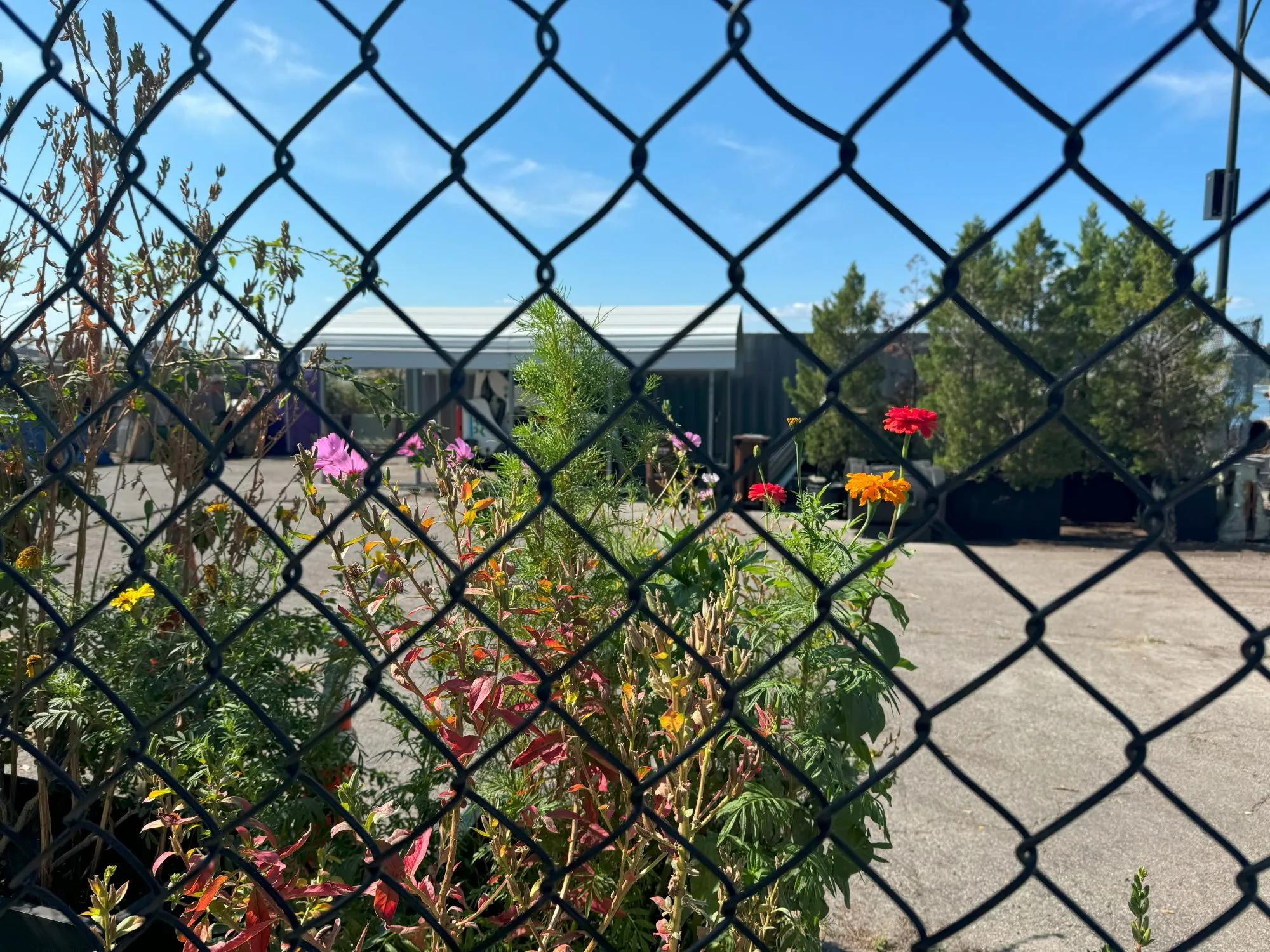 Colorful flowers behind a wire fence