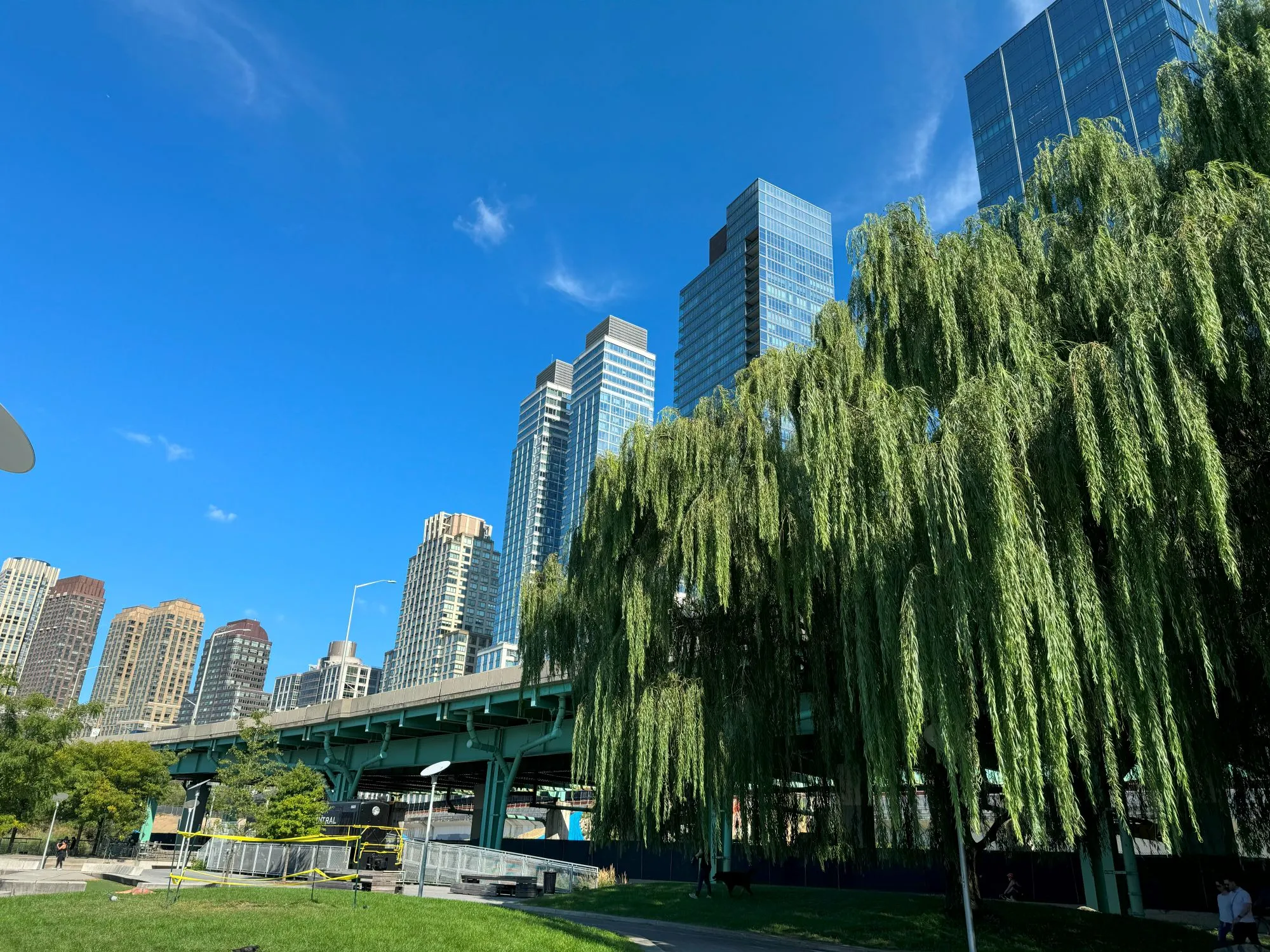 A large tree in front of an elevated road and buildings