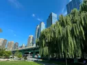 A large tree in front of an elevated road and buildings