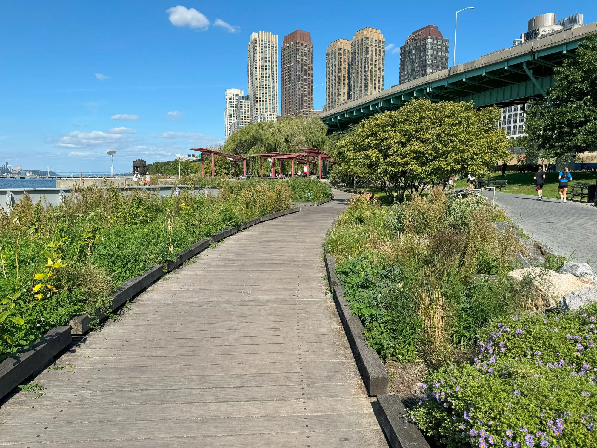 A wood path with plants on either side