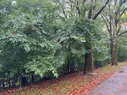 Trees and many fallen leaves on a rainy day