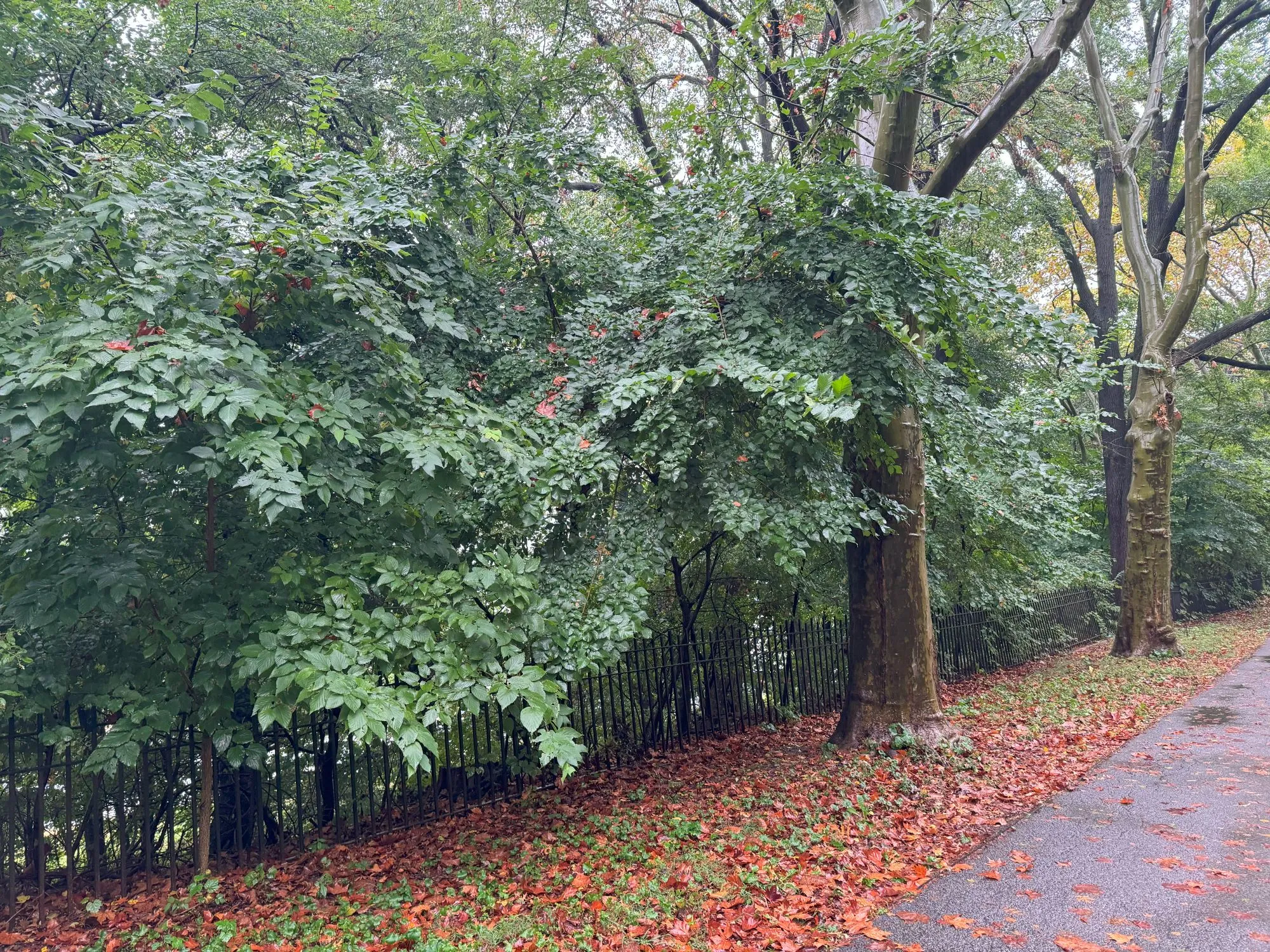Trees and many fallen leaves on a rainy day