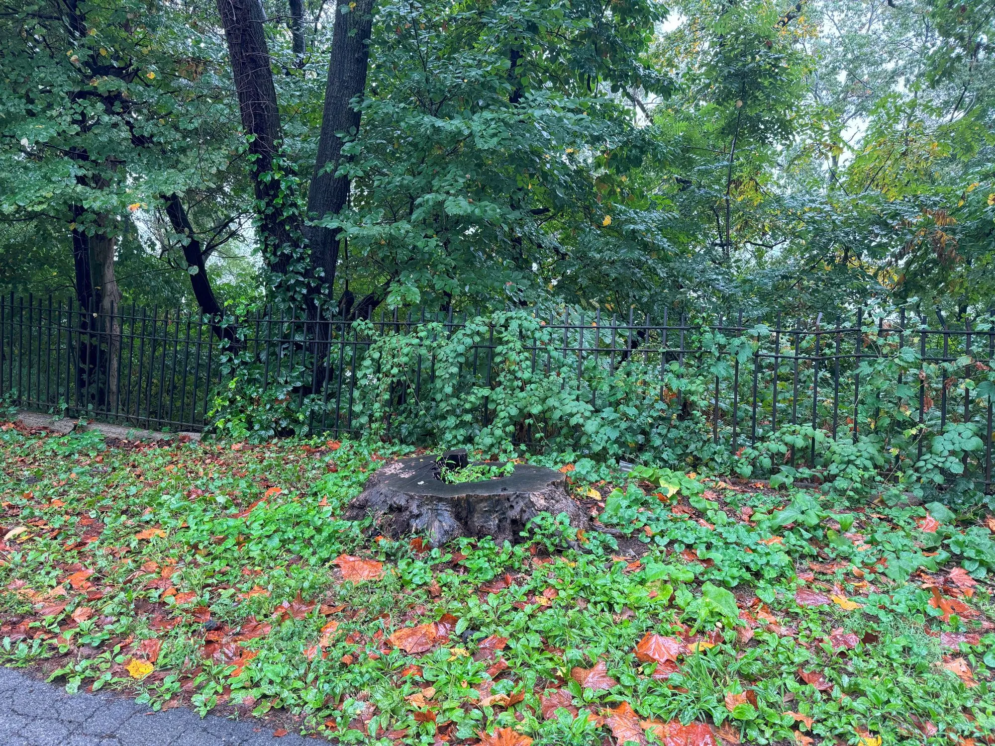 A tree stump on the side of a path on a rainy day