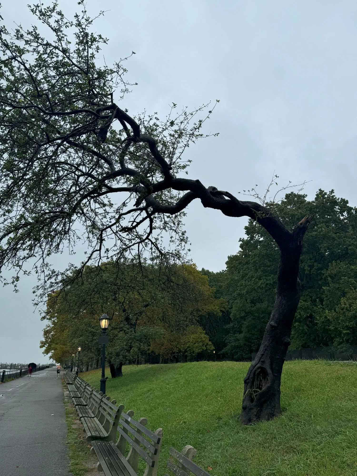 A tree with a trunk that bends at a near right angle to lean over the path