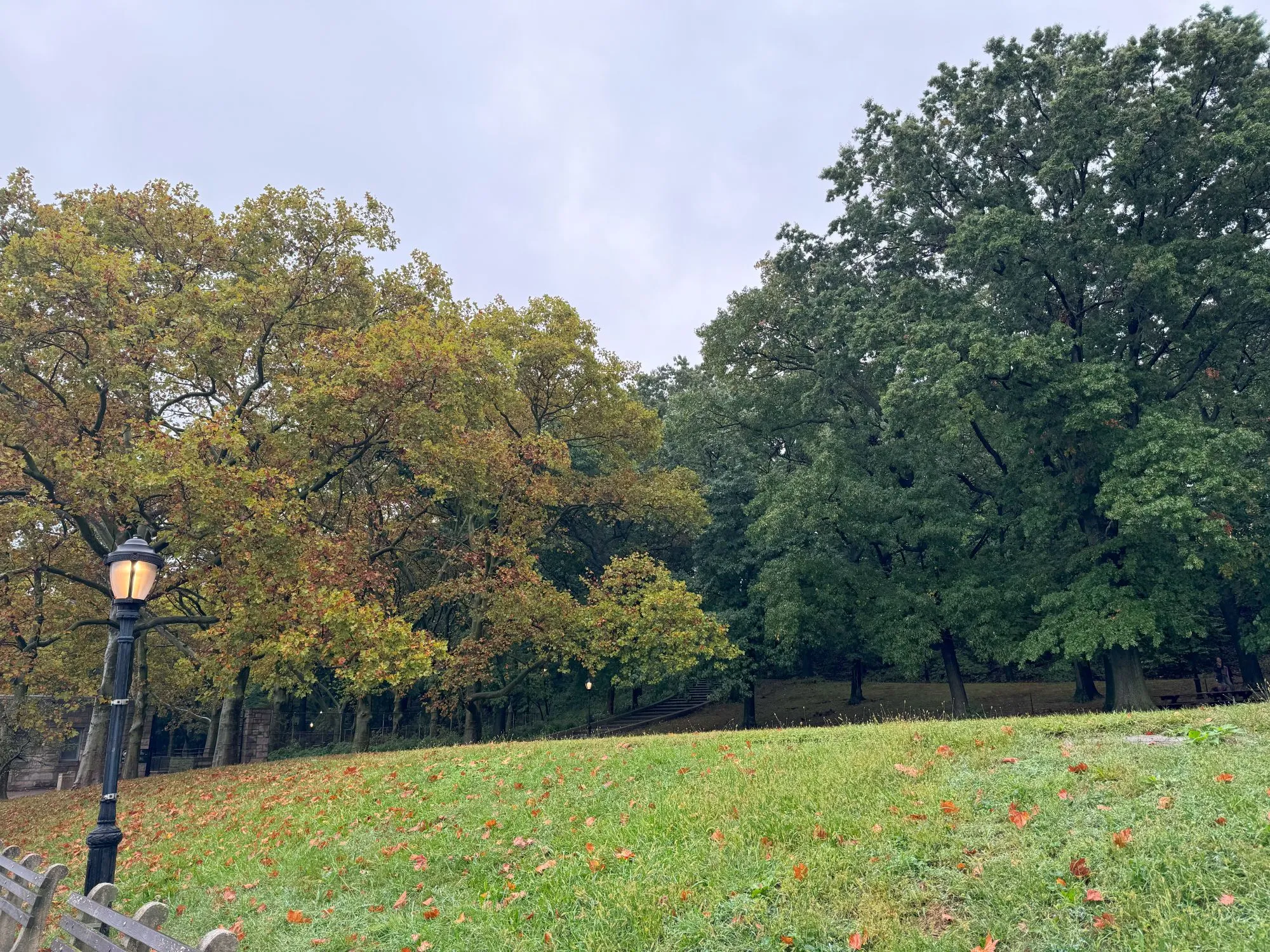 Large trees with fall colors and many orange leaves on the ground