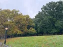 Large trees with fall colors and many orange leaves on the ground