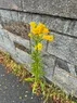 A large yellow bunch of flowers in front of a stone wall