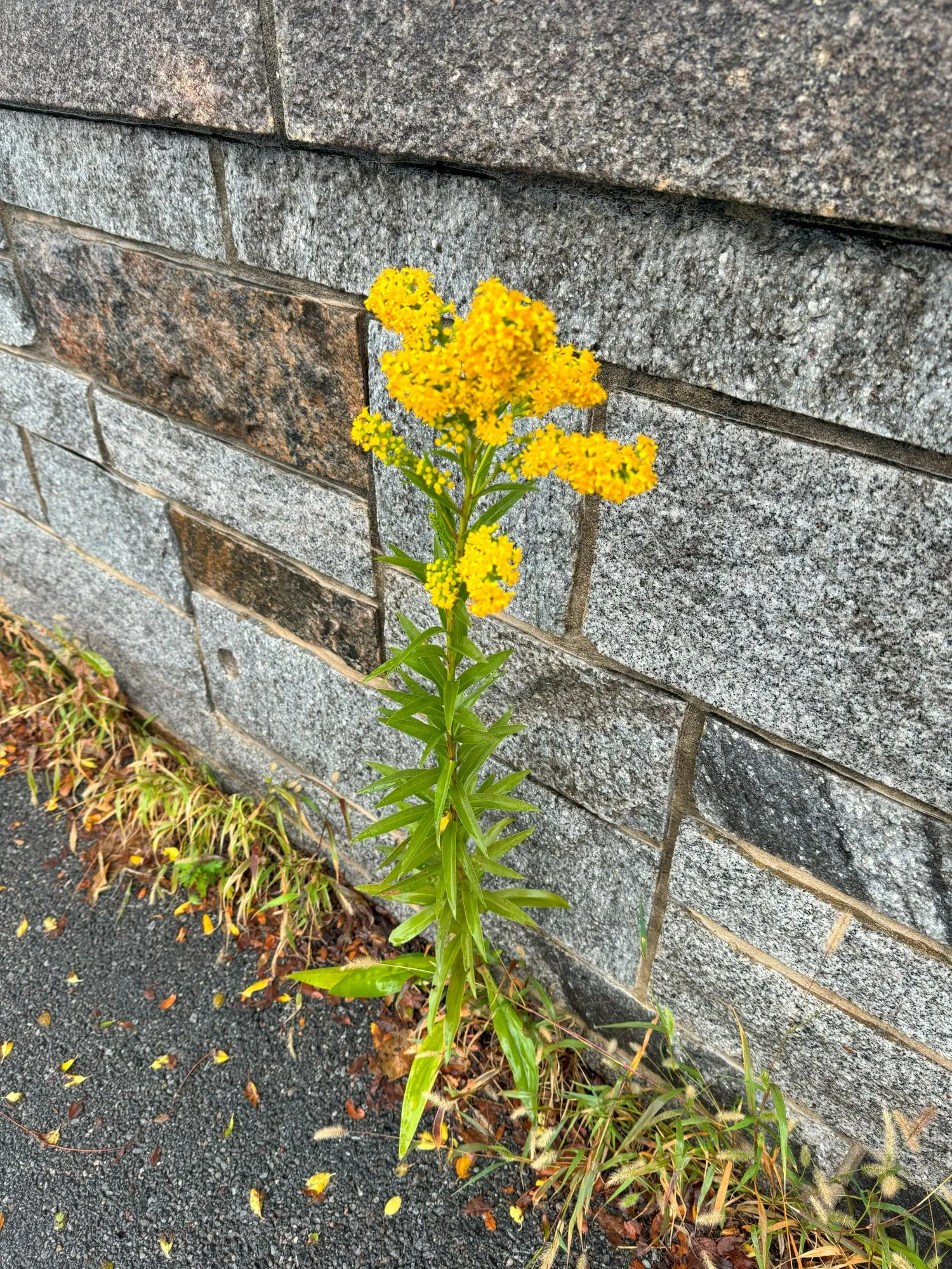 A large yellow bunch of flowers in front of a stone wall