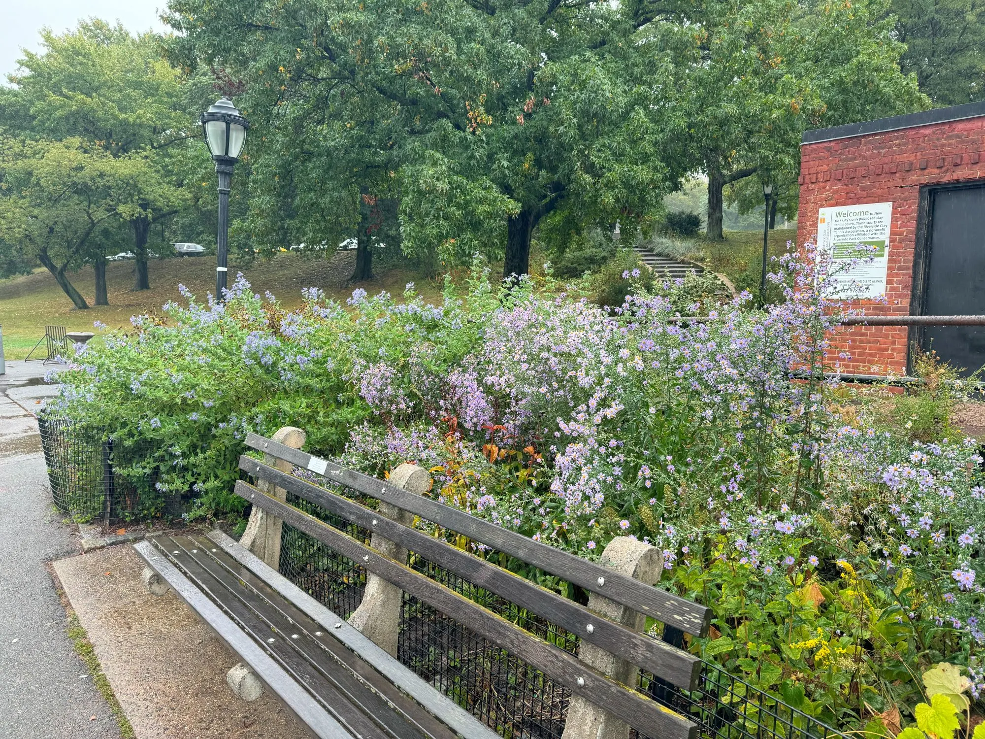 Large flower bushes behind a bench on a rainy day