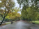 A walking path framed by autumn trees on a rainy day