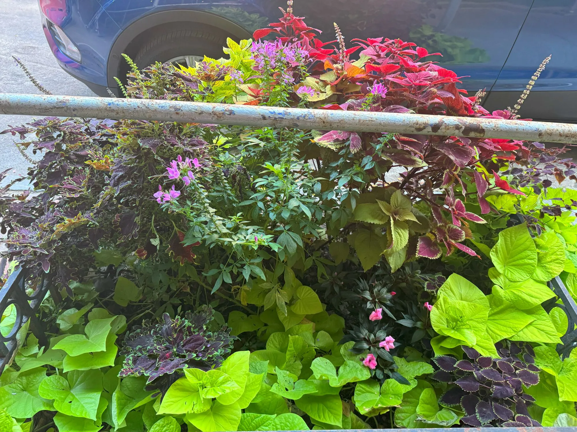 A bunch of flowers next to a street