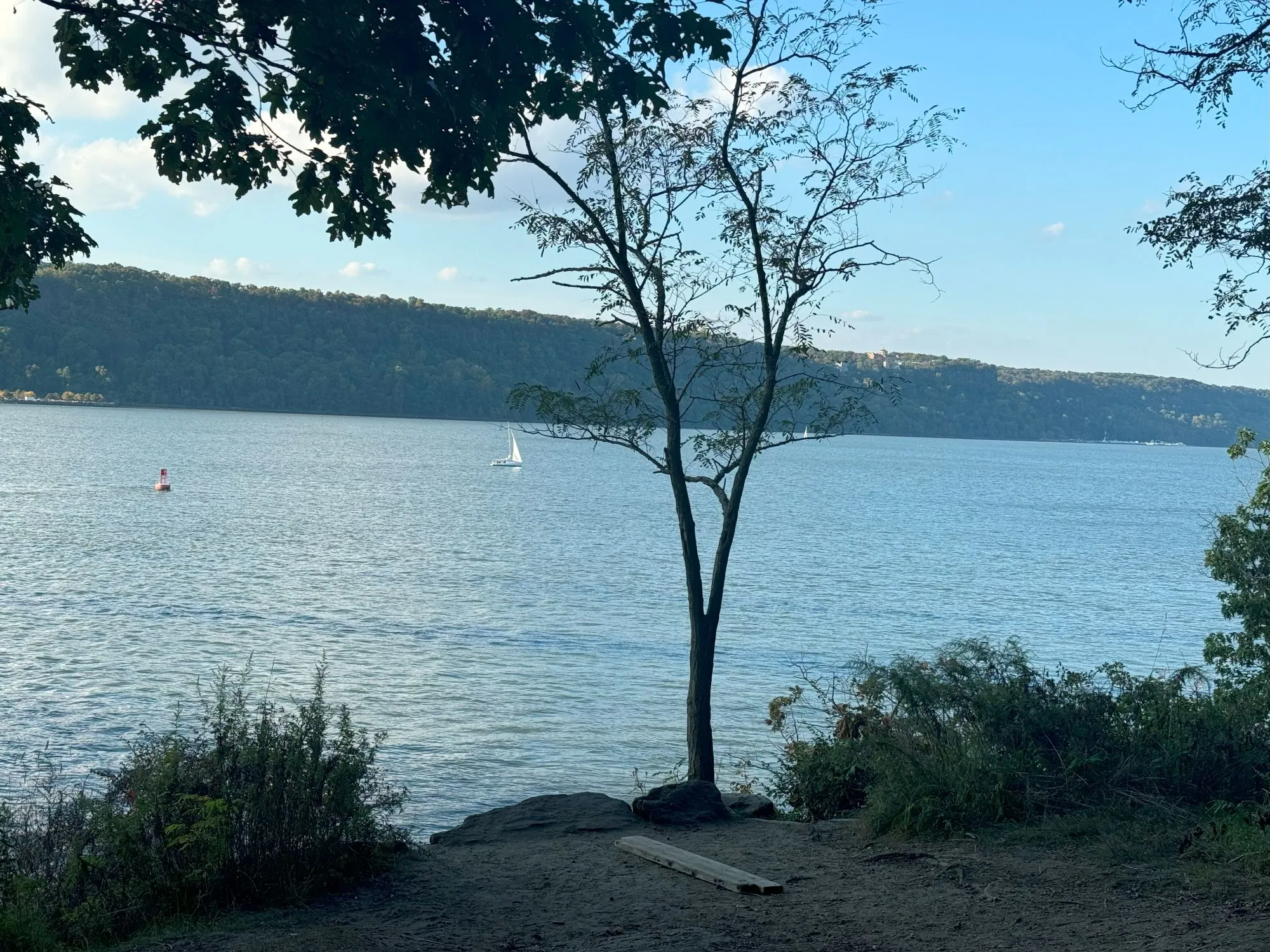 A small tree on the river shore with a sailboat visible in the distance