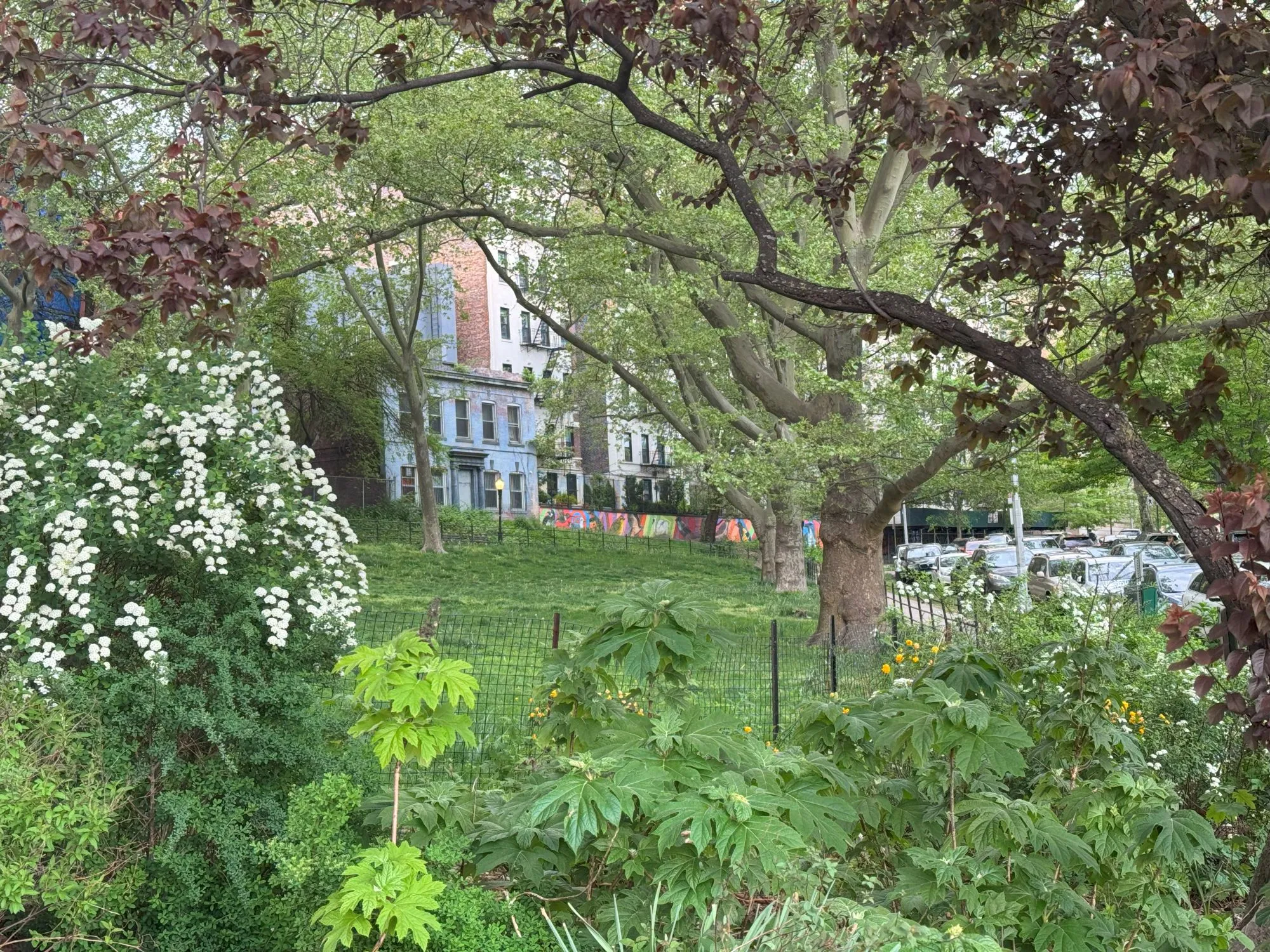 Buildings visible through trees and bushes on the other side of a grassy area