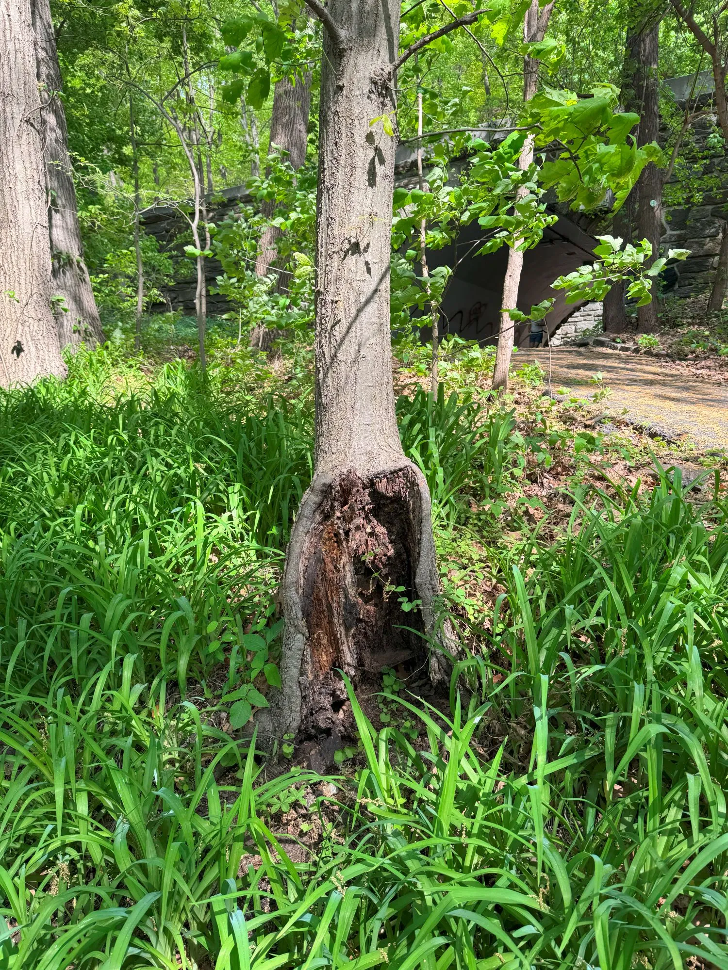 A tree with part of the trunk hollowed out