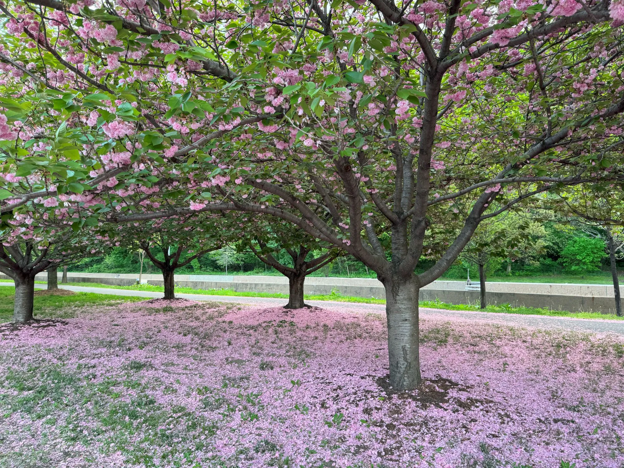 Trees with pink blossoms and many petals on the ground