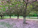 Trees with pink blossoms and many petals on the ground