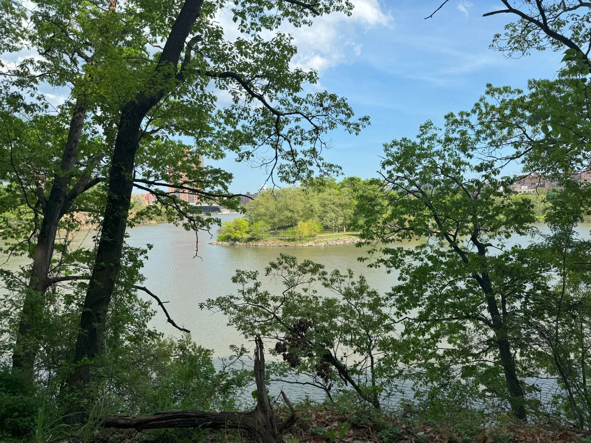 A small area of land visible across the water through trees