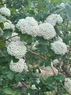 Clusters of white flowers on a bush