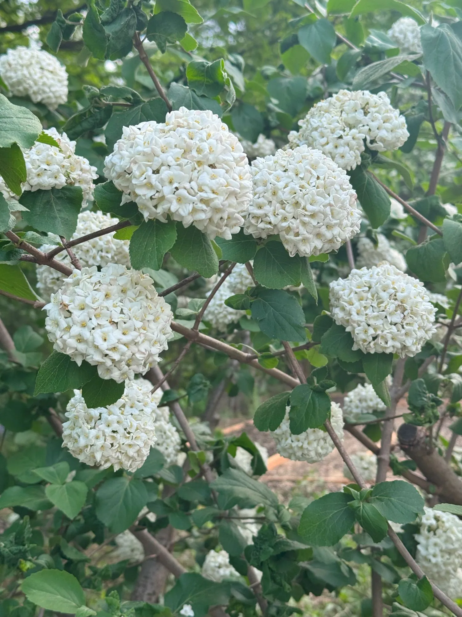 Clusters of white flowers on a bush