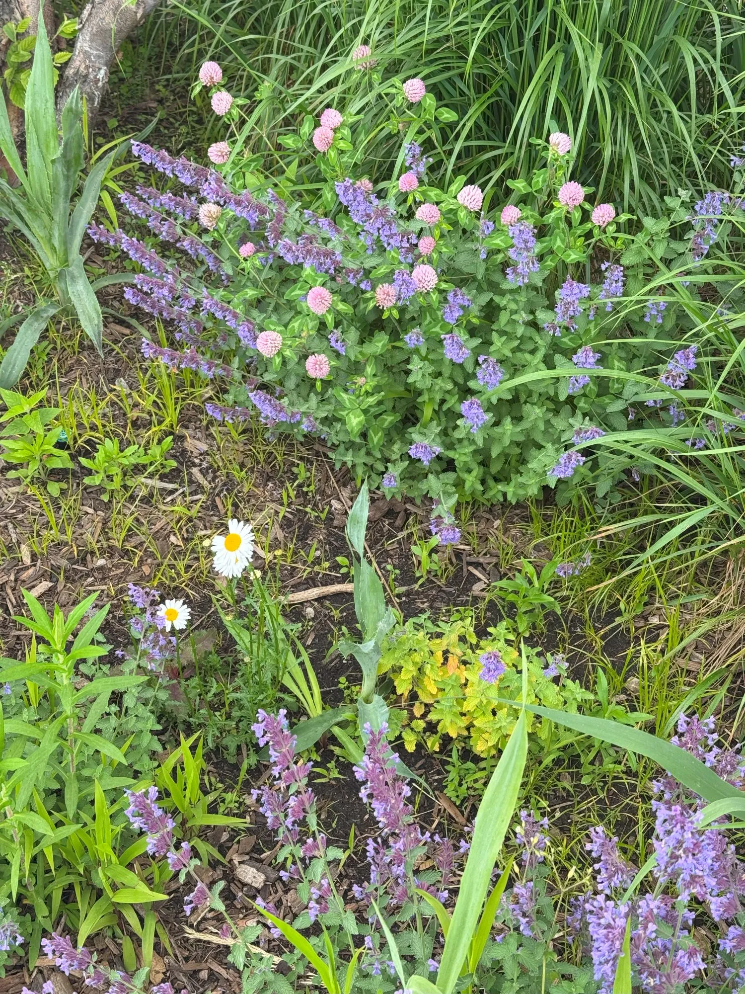 Various purple, pink, and white flowers