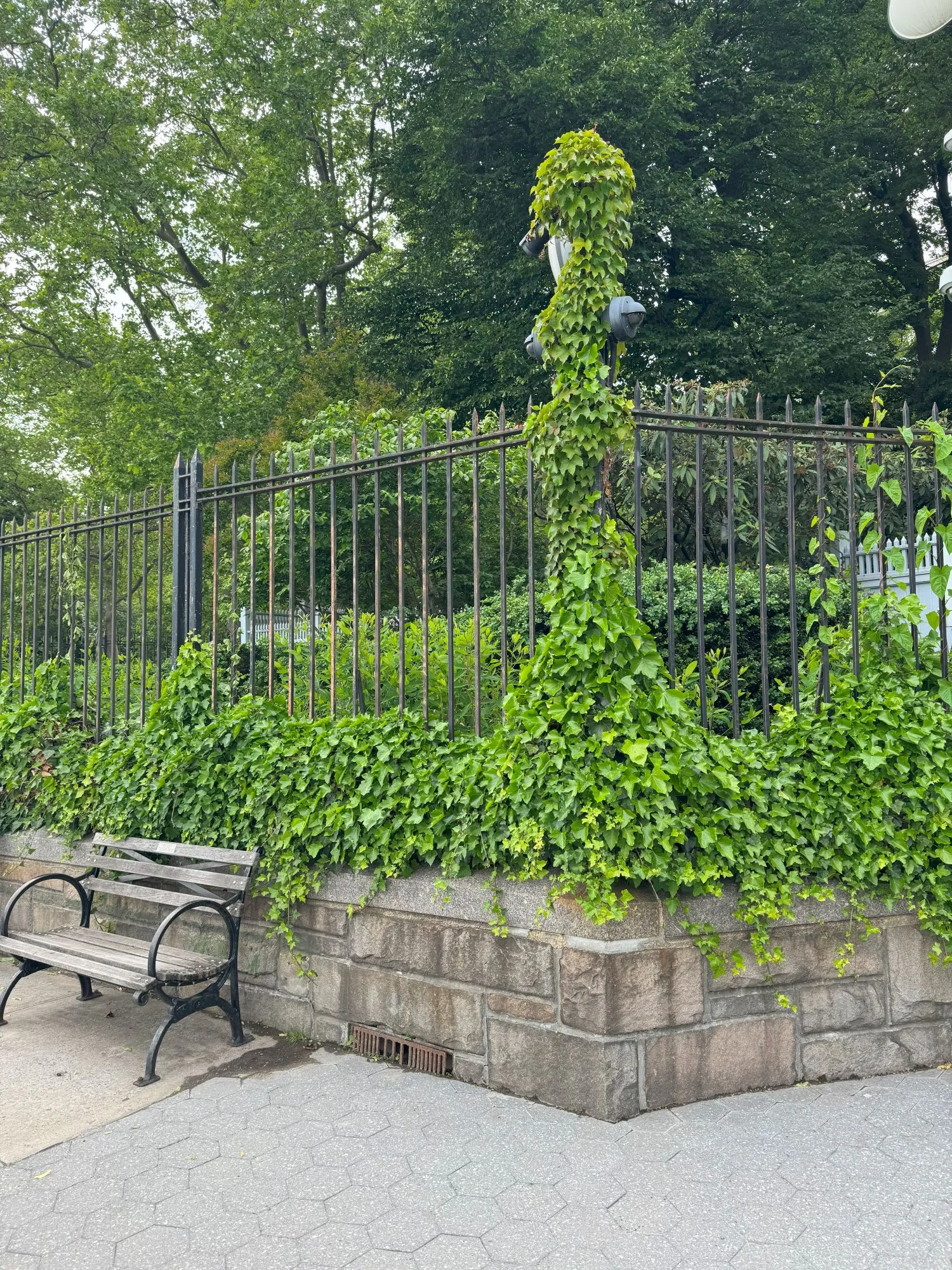 A fence covered in ivy with a bench beneath it