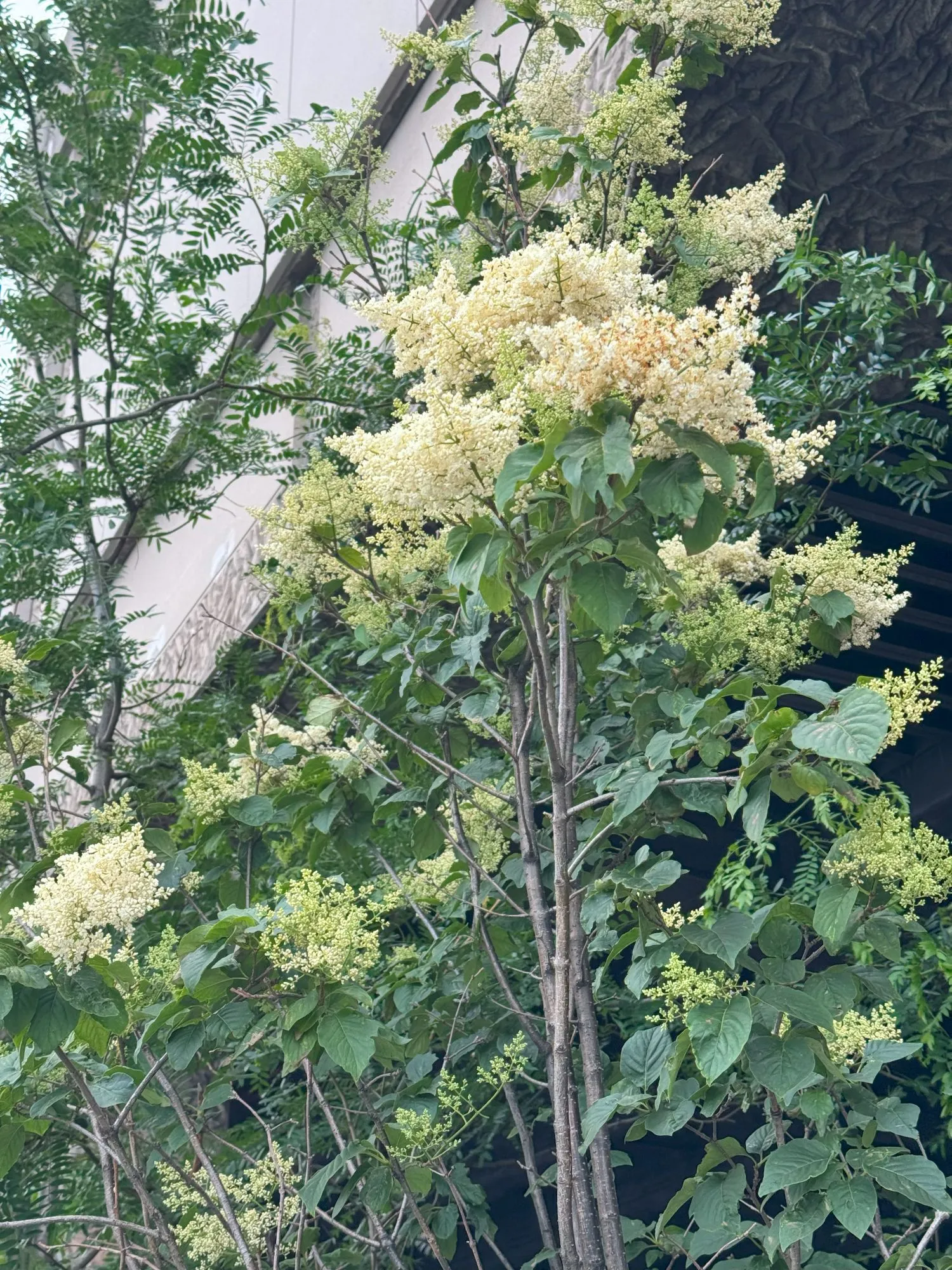 A tree with clusters of white blossoms