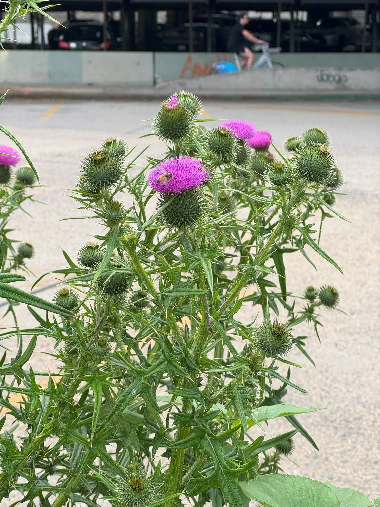 Purple flowers with a bee buzzing around them