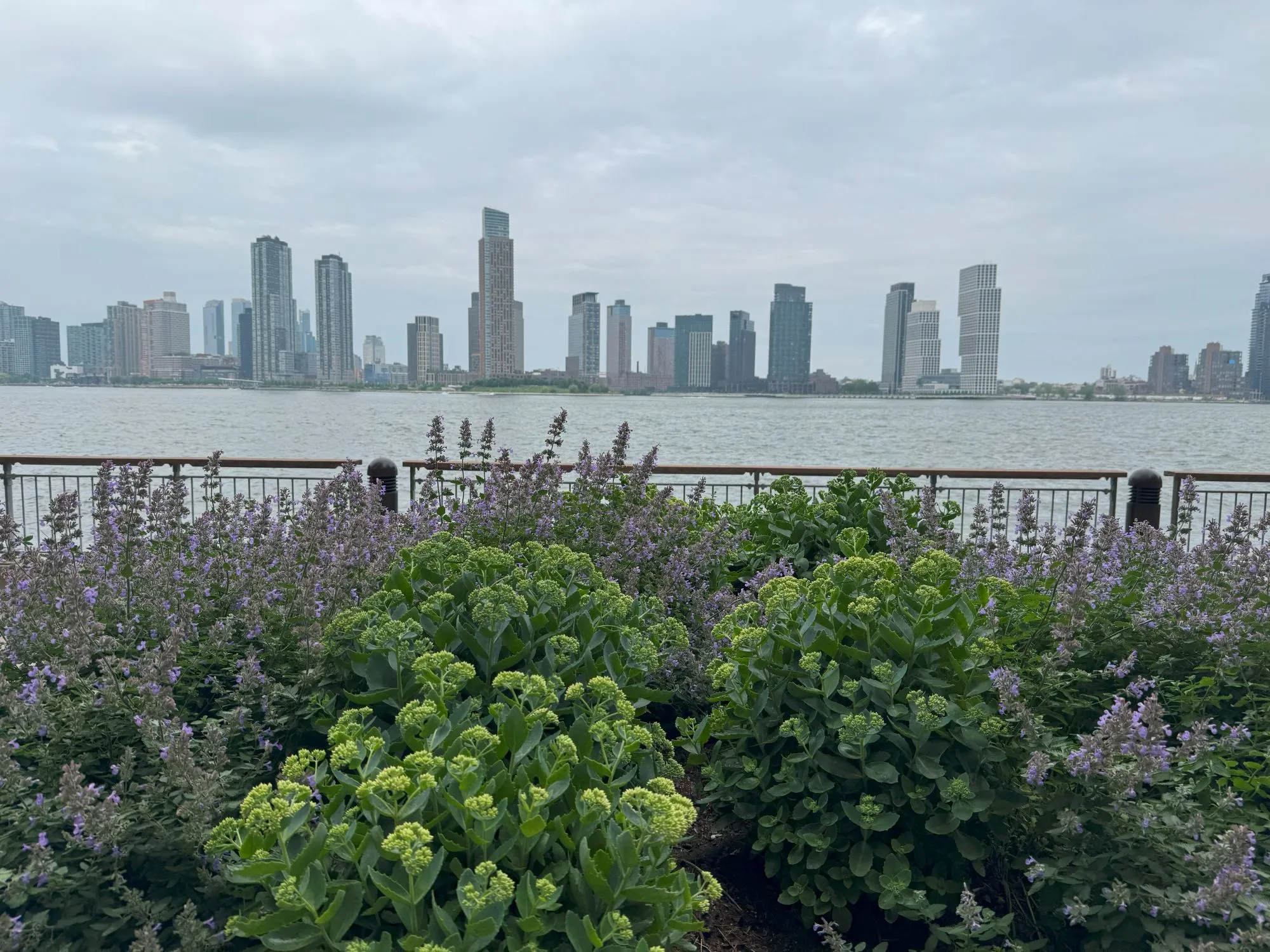A bunch of purple flowers in front of the river