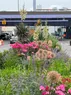 A variety of flowers in the median of a road with an elevated highway visible in the background